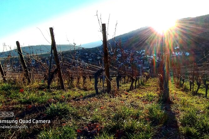 Alsace wine tour and medieval villages. Small group guided tour - Riquewihr Stop: Riesling Country Under Medieval Walls