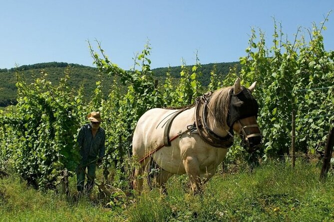 Alsace wine tour and medieval villages. Small group guided tour - What’s Included Tastings Really Means (Admission Included, Bottles Optional)