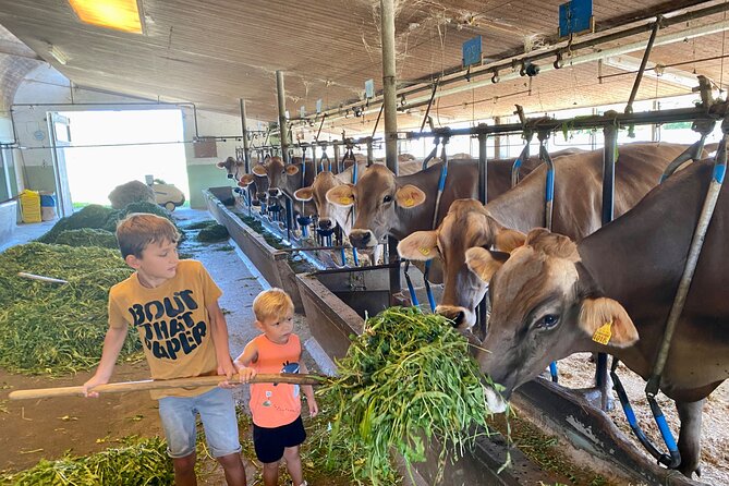 Appenzell Cow milking experience from Zurich with alpine scenery - Rhine Falls detour: the waterfall option when you want the wow