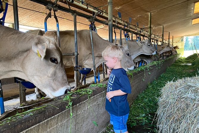 Appenzell Cow milking experience from Zurich with alpine scenery - Price and logistics: what you’re really paying for