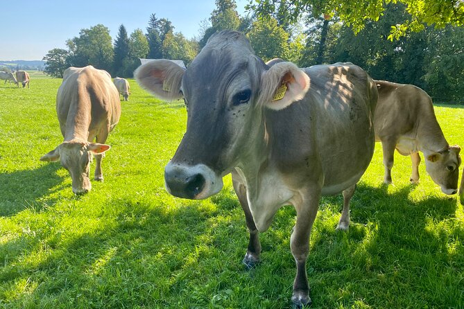 Appenzell Cow milking experience from Zurich with alpine scenery - Schwägalp viewpoint plus Appenzell cheese factory