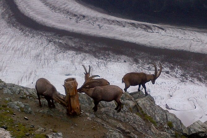 Attraction Ticket: Zermatt to Mount Gornergrat Summit - Self-guided freedom plus flexible trains for a stress-free day