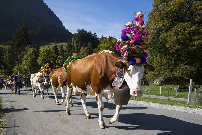 Berne the Capital and Cheese paradise Emmental (Private Tour) - What you can learn at the dairy, and why it changes the way you taste cheese