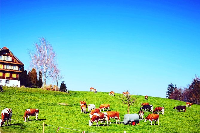 Cheese, Chocolate and Wine in the Bern Region from Luzern - Price and value: what $954.73 buys, and what you should budget for
