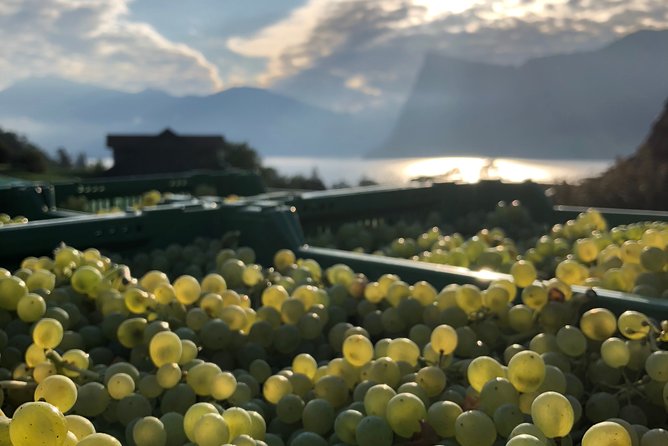 Cheese, Chocolate and Wine in the Bern Region from Luzern - Broc and the Maison Cailler factory: chocolate production, then tasting