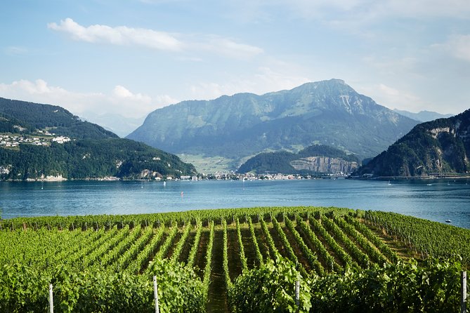 Chocolate, Cheese and Wine Tour in Luzern region - Wine at the Vineyards: Time to Taste With Context