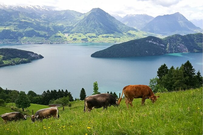 Day Trip to Lucerne and Mt. Rigi with a local from Zurich - Zurich to Mt Rigi, a full day with real Swiss variety