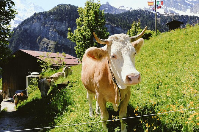 Discover Interlaken’s most Photogenic Spots with a Local - How this Interlaken photo walk feels different from a generic sightseeing loop