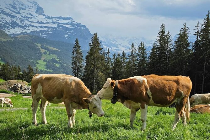 Easy countryside tour in Swiss Alps - kids friendly - Key Things You’ll Enjoy Most
