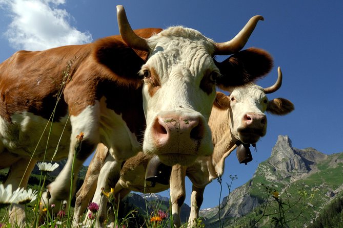 Eiger and Jungfrau Panorama Day Trip from Lucerne - Price and Value: Is $189 a Smart Buy?