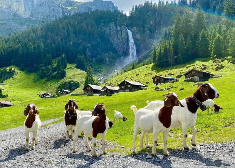 Explore Swiss Villages: Interlaken-Grindelwald(Private Tour) - Pickup from Zurich or Lucerne, then straight into van comfort