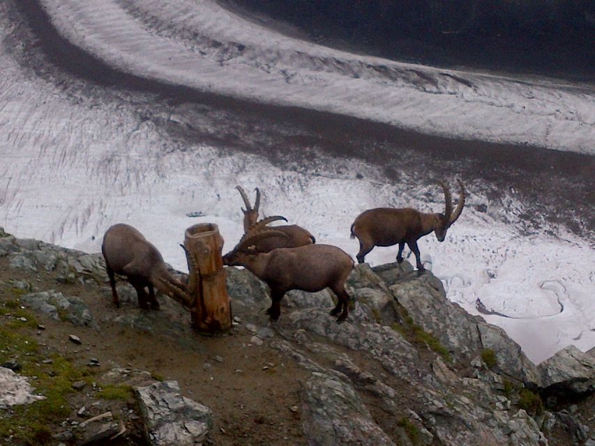 From Basel: Zermatt and Mt. Gornergrat Tour - Zermatt on Foot, Car-Free Charm and Wooden Houses