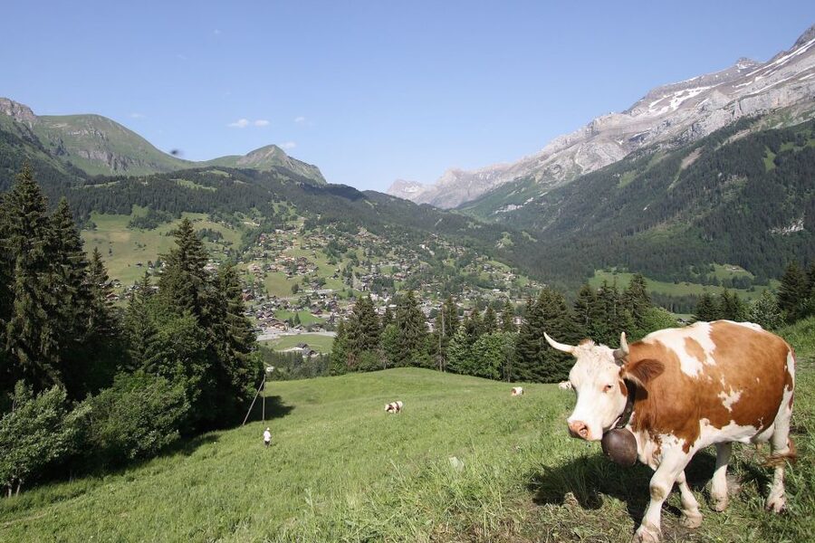 From Montreux: Glacier 3000 Day Trip - Your guide can change the whole day