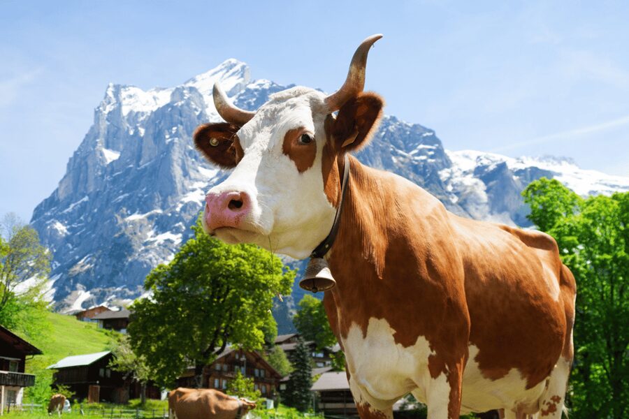 From Zurich: Chocolate and Cheese Tour in Appenzell - From Zurich Central Bus Station Sihlquai to Maestrani’s Chocolarium
