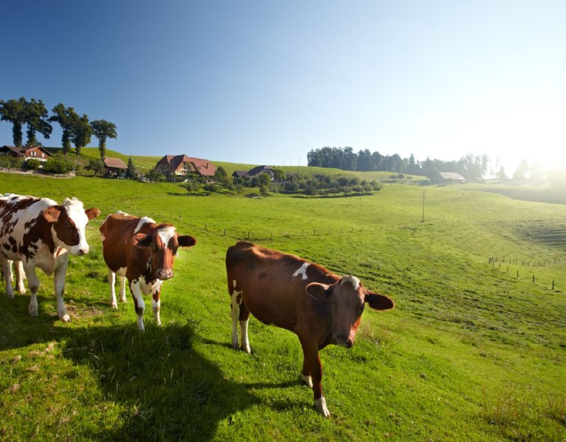 From Zurich/Lucerne: Berne Capital and Countryside Day-Trip - Lunch and free time in Bern: how to use the one window you get