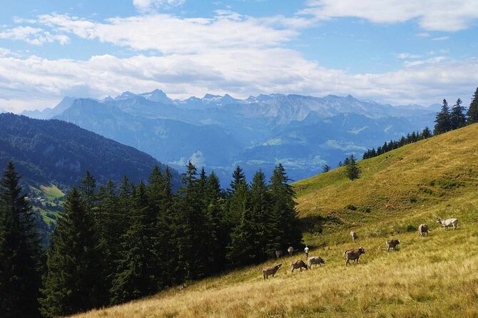 Full-Day Hiking Swiss Alps and Lake swim with Pick-up - Price and value: what $530.92 buys you in the real world