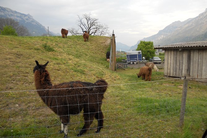Interlaken Private Tour: Mountains Cows, Thun Lake, and Brienz Lake - What you get for $476.90 per group up to 8