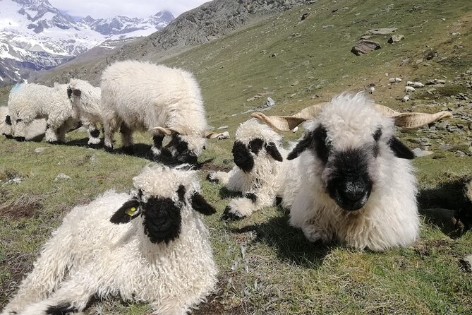 Private Mt. Gornergrat and Zermatt Tour - Price and value: why $858.03 can still make sense