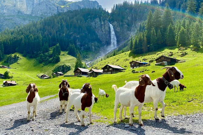 Private tour to the most breathtaking insider spots in Switzerland (1 day) - Lake Zurich drive to Brunnen: panoramic Switzerland, with a story layer