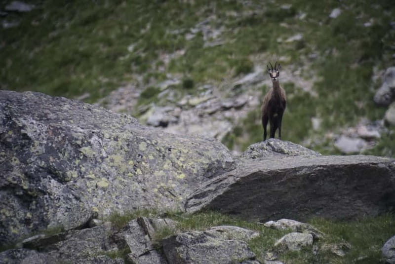 Switzerland: Private nature safari with a local guide. Check out the Alps, lakes, and more - What makes Michel Hänggi’s nature safari feel personal