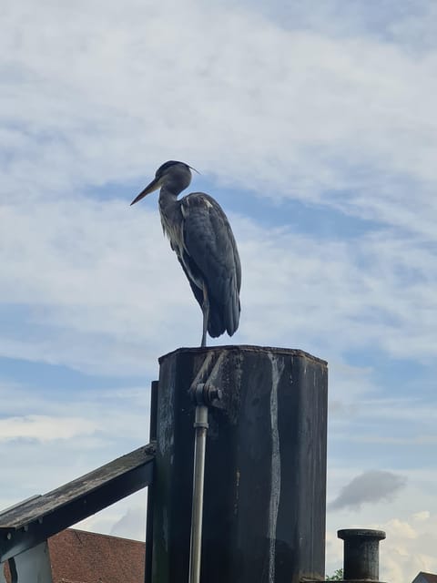 Switzerland: Private nature safari with a local guide. Check out the Alps, lakes, and more - Rules of the walk: how to keep wildlife and plants safe