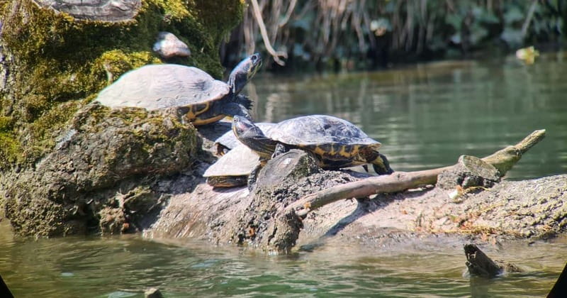Switzerland: Private nature safari with a local guide. Check out the Alps, lakes, and more - Wildlife and birds: what you might actually spot