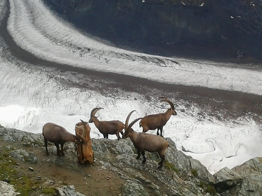 Zermatt & Mt. Gornergrat Small Group Day Trip from Zürich - How to make the most of it (and what to watch out for)