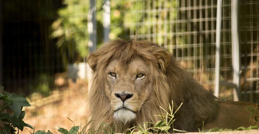 Zoo al Maglio: 1-Day Ticket for the Jungle of Ticino - Zoo al Maglio in Ticino: the compact animal day that works