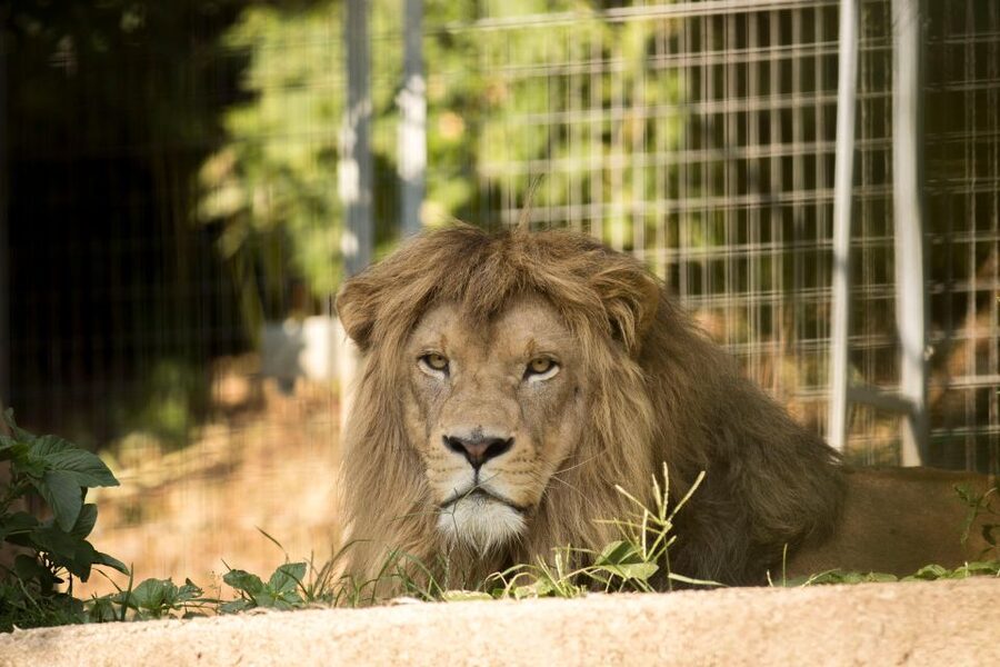 Zoo al Maglio: 1-Day Ticket for the Jungle of Ticino - Getting to Zoo al Maglio: train-friendly and simple walk