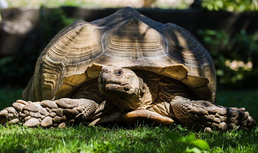 Zoo al Maglio: 1-Day Ticket for the Jungle of Ticino - Highlights that actually shape your visit