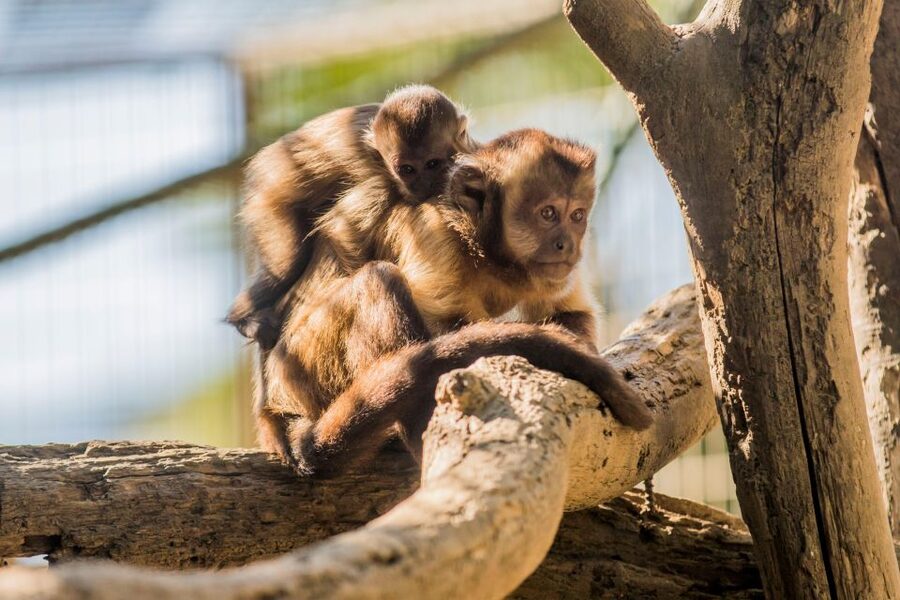 Zoo al Maglio: 1-Day Ticket for the Jungle of Ticino - Animals beyond the big cats: why the variety is a win