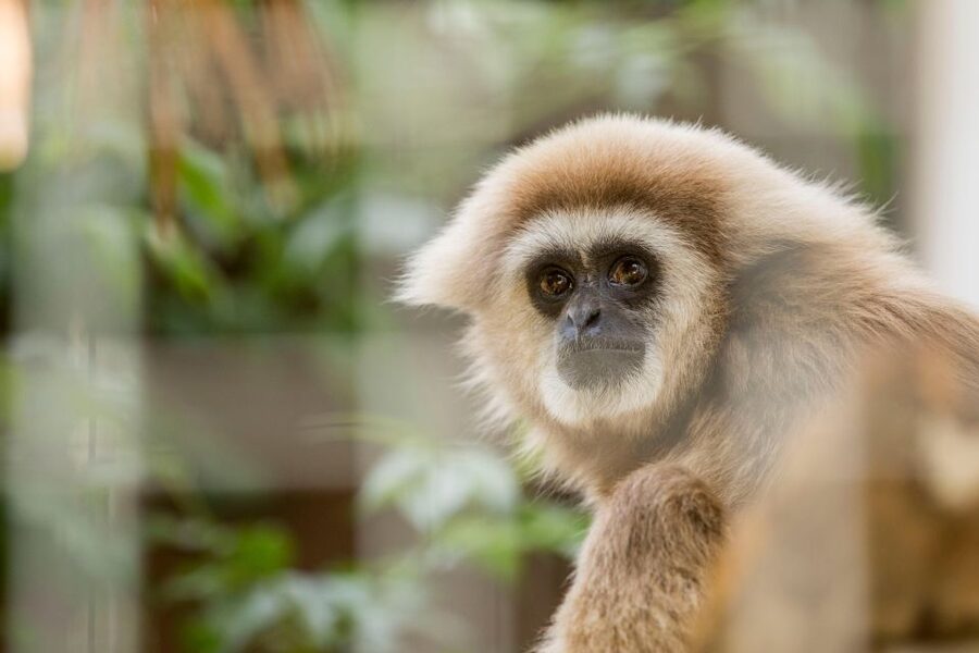 Zoo al Maglio: 1-Day Ticket for the Jungle of Ticino - Sustainability and conservation education: what the zoo is trying to teach