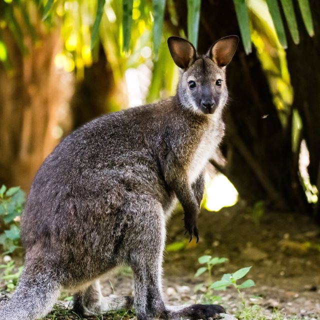 Zoo al Maglio: 1-Day Ticket for the Jungle of Ticino - What to buy, what to bring, and what to skip