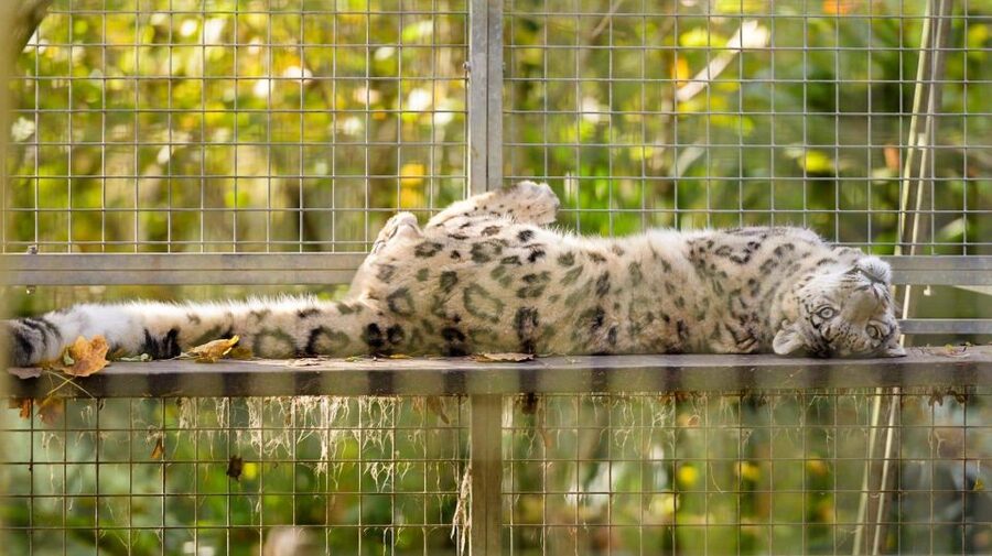 Zoo al Maglio: 1-Day Ticket for the Jungle of Ticino - Price and value: does $18 make sense for a 2-hour zoo visit?