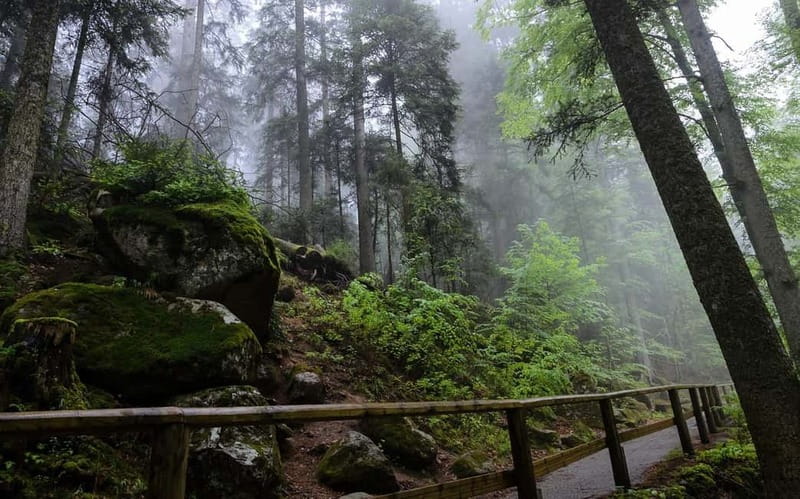 Zürich/Lucerne: Rhine Falls, Titisee & Black Forest Day Trip - Triberg and the Drive Through the Black Forest: Photo Stops Done Right