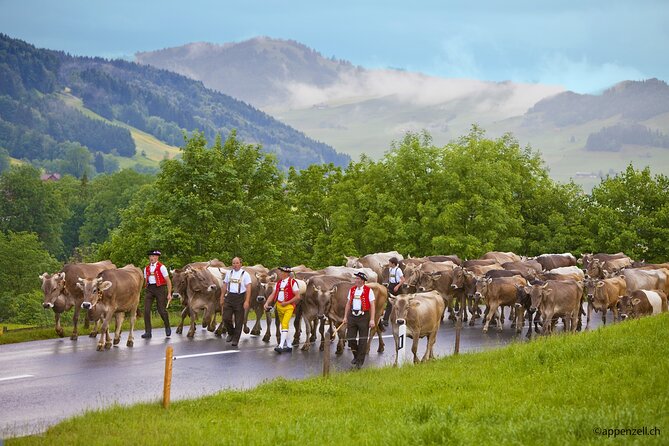 Zurich Open Top Bus, Chocolate and Cheese Factory Tour Appenzell - Appenzeller Schaukäserei: Cheese-Making Traditions, Plus the Reality of Timing