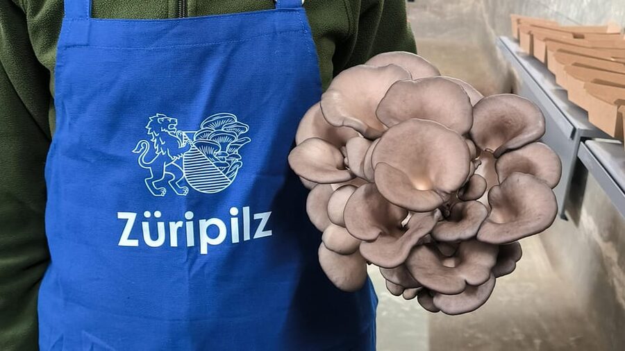 Zurich's best-kept secret: the hidden world of mushrooms! - Zurich’s secret mushroom world, right outside the city center