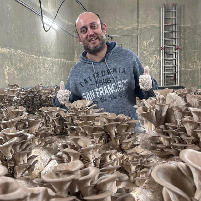 Zurich's best-kept secret: the hidden world of mushrooms! - The growing process you can actually follow in 2 hours