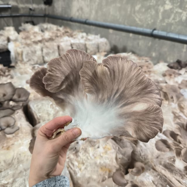 Zurich's best-kept secret: the hidden world of mushrooms! - Inside the maturation chamber: gloves, a breathing mask, and why it matters