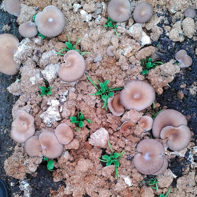 Zurich's best-kept secret: the hidden world of mushrooms! - Fresh mushrooms and the mushroom box you can use at home