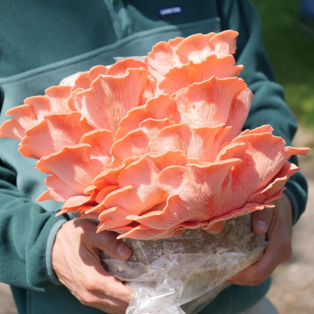Zurich's best-kept secret: the hidden world of mushrooms! - How the small-group format changes the feel